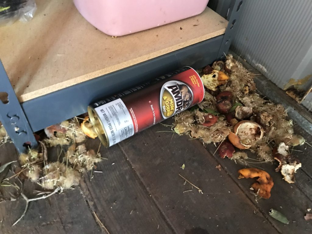 Day 134 Rats in Shed Our Functional Farmhouse