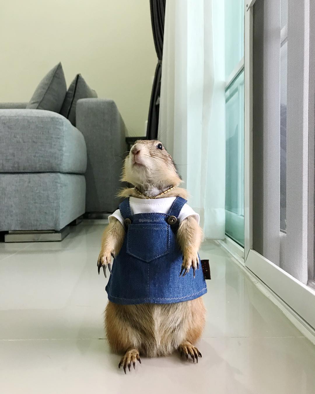Prairie Dog With Adorable Costumes Will Surely Make Your Day Our