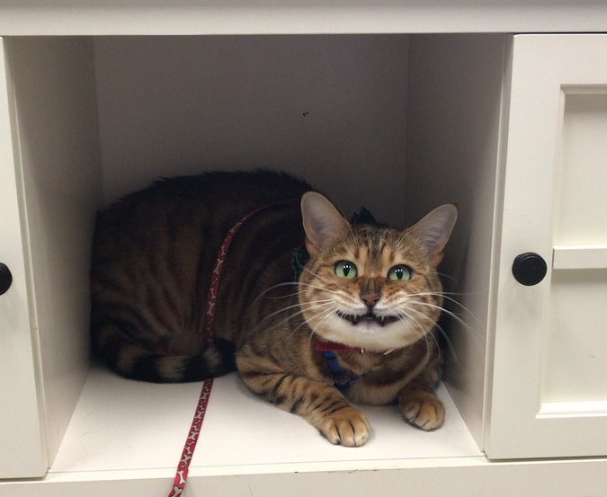 These Cats are Hilarious as They Try to Hide from the Vet Our Funny