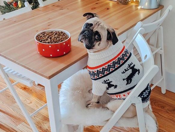 "Honey I Dressed the Pug" is the Cutest Pug Account on Instagram Our