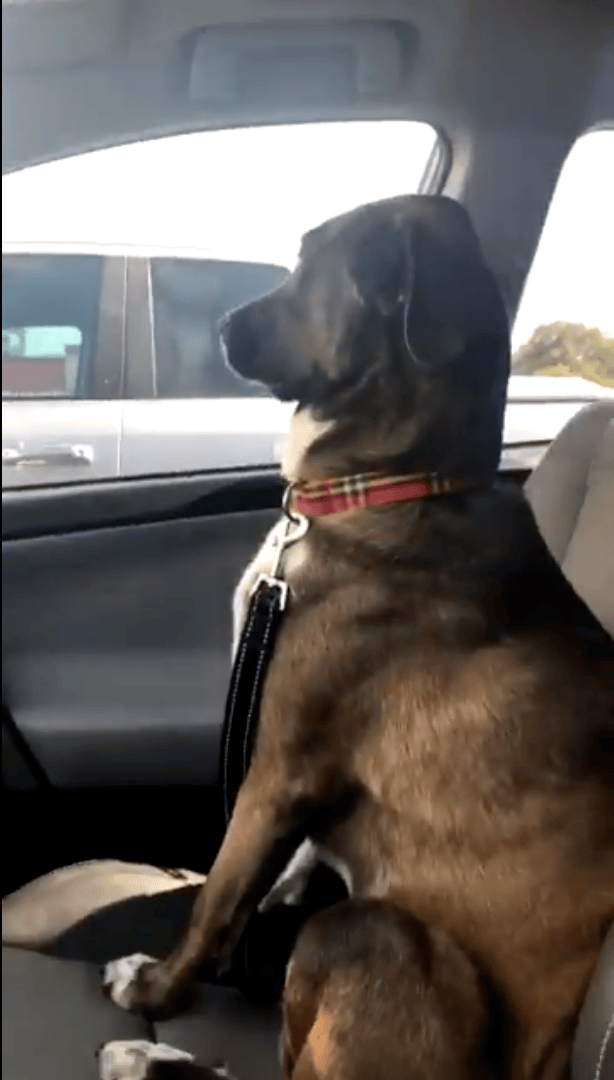 Dog Ignores His Owner After She Took Him To The Dentist