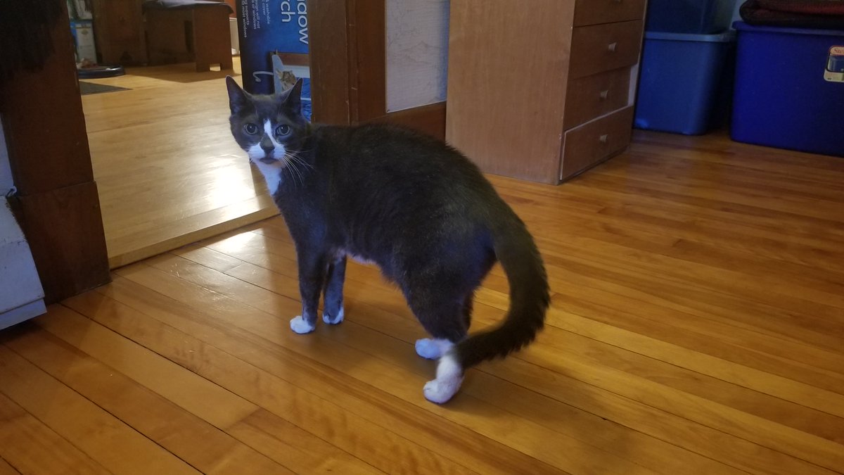 Sockington The Cat With Over a Million Twitter Followers Our Funny