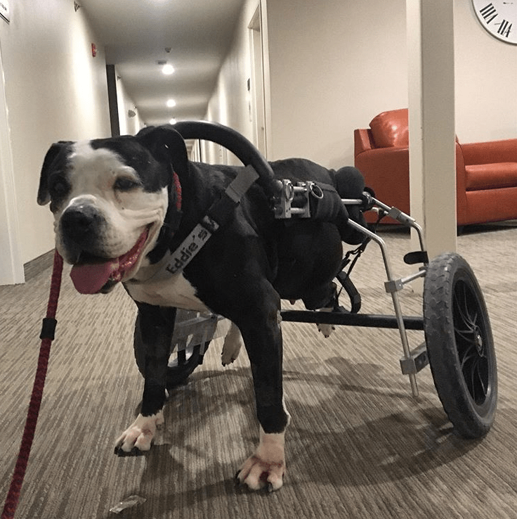 Paralyzed Dog Gets A Second Chance At Life Our Funny Little Site
