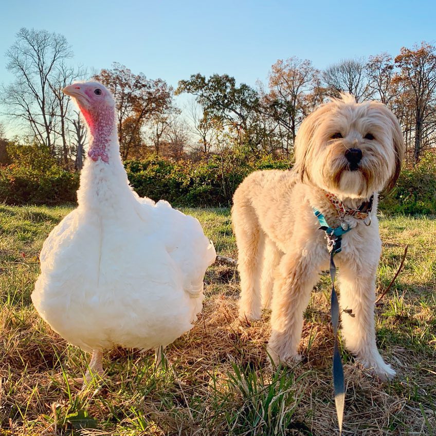 This Turkey and Dog Have the Most Unique Friendship You'll Ever See