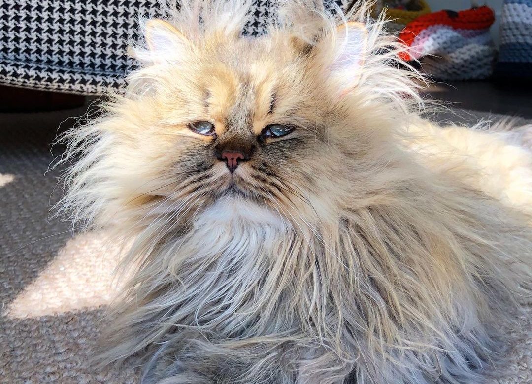 This Adorable Cat Always Looks Like He Just Woke Up Our Funny Little Site