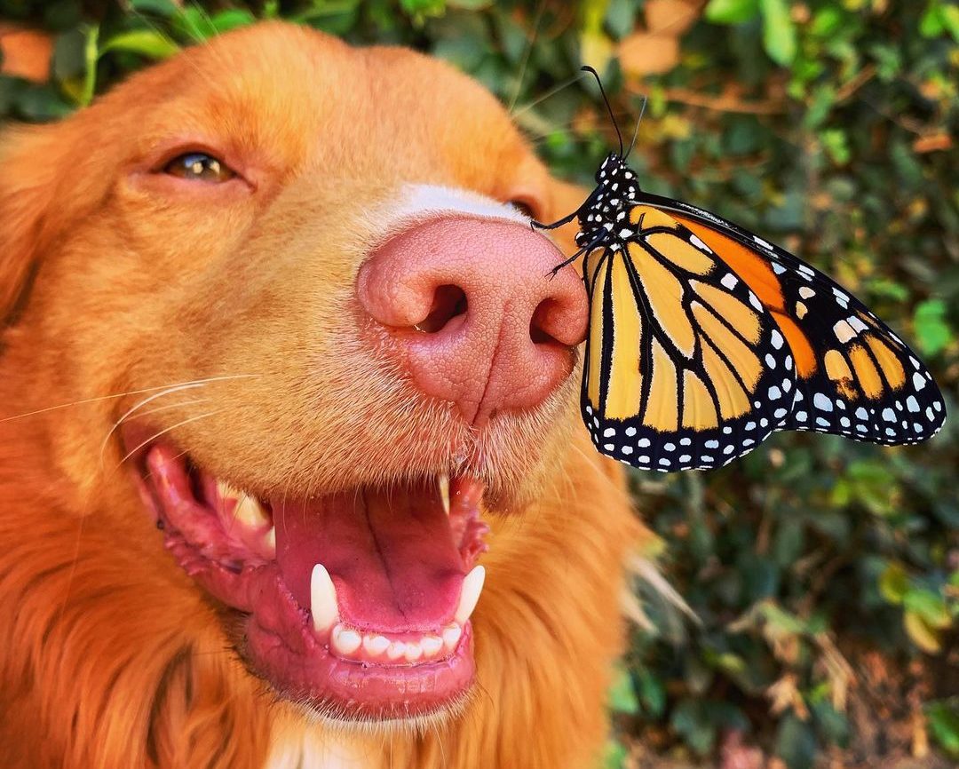 Dog Allows Butterflies to Sit On His Nose And It's Adorable Our Funny