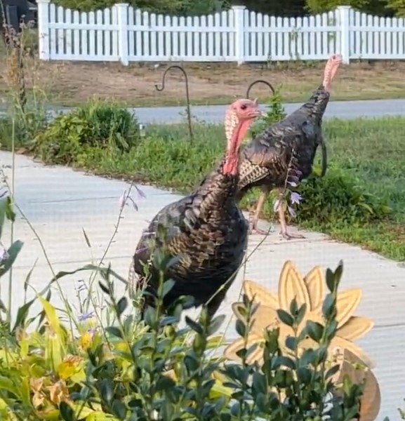 Group of Wild Turkeys Takes Over a Small Town in Massachusetts Our