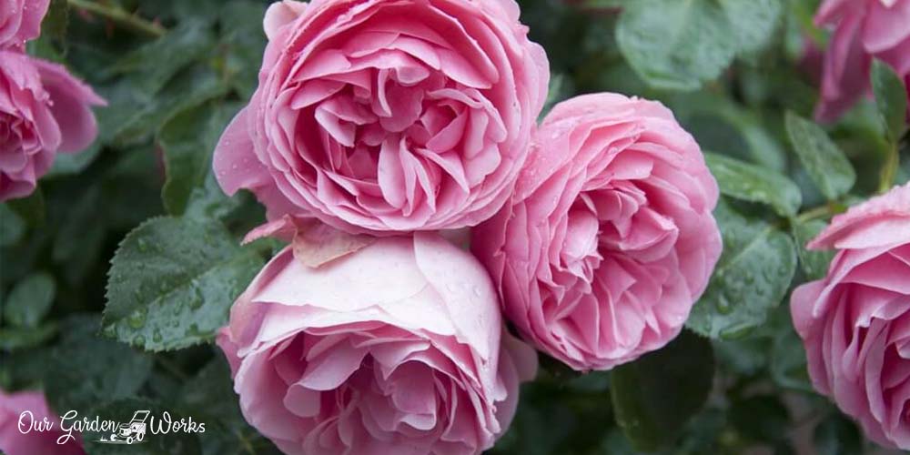 Best Insecticide For Knockout Roses at Judy Jones blog