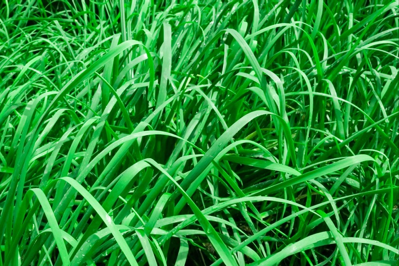 When To Plant Grass In Ohio? Best Seasons & Techniques