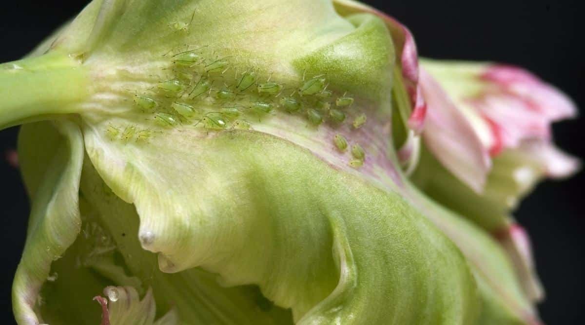 Why Do Tulips Droop? Top 5 Reasons