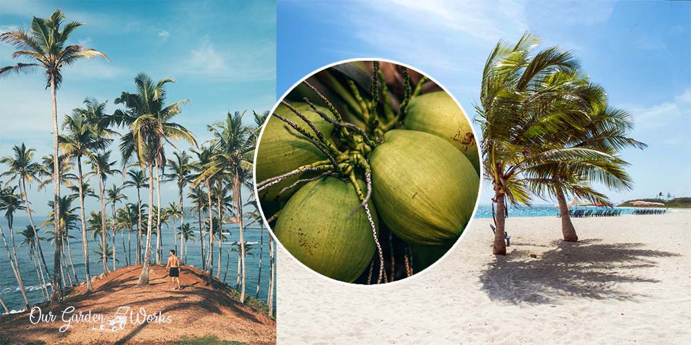 Quick & Easy Palm Talks Do All Palm Trees Produce Coconuts?