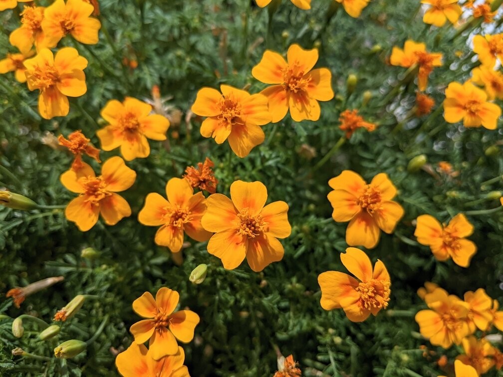 BuzzWorthy Blooms Do Bees Like Marigolds or Not?