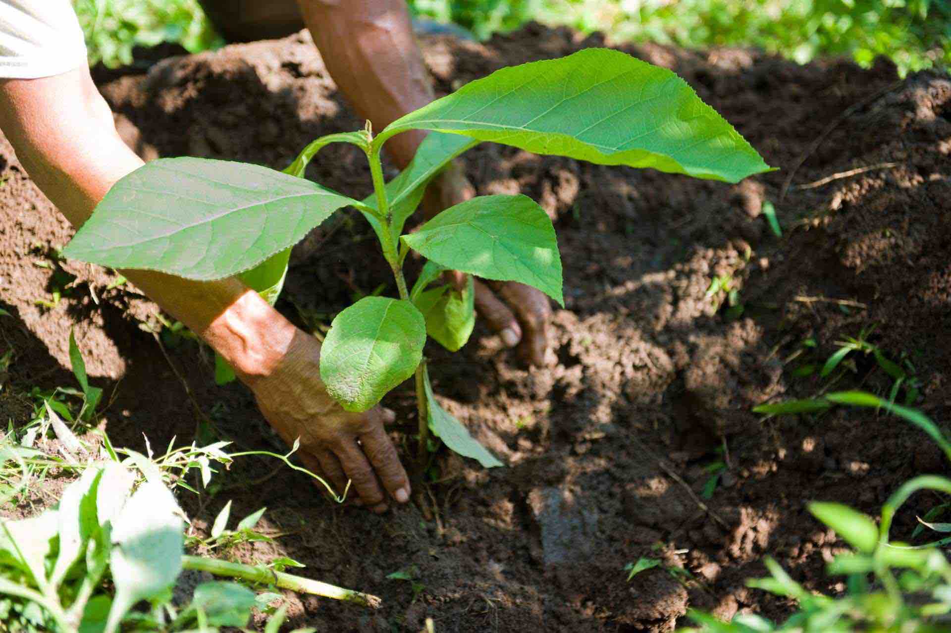 SMART tree planting platform for more sustainable and better businesses