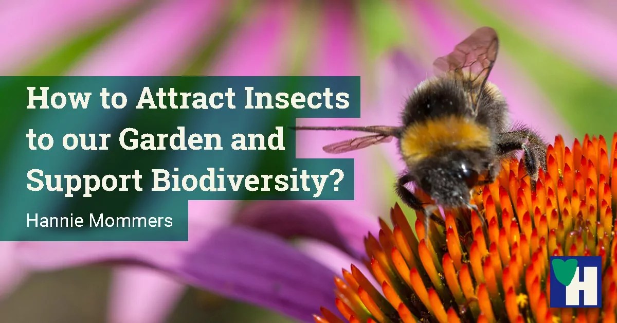 How to Attract Insects to our Garden and Support Biodiversity?