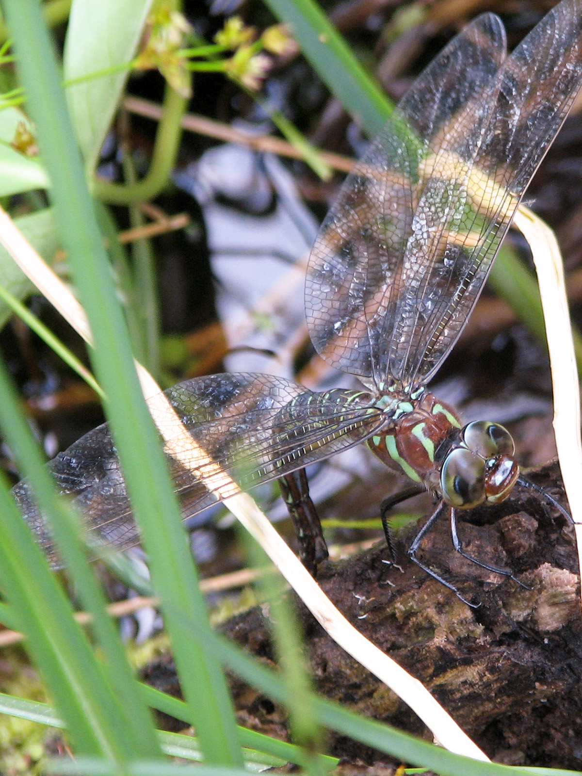 Dragonflies and damselflies raising young Our Habitat Garden
