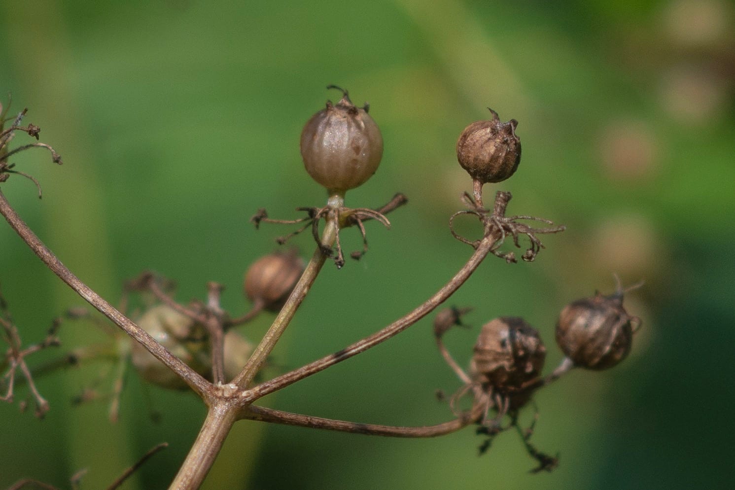 Growing Coriander in the Garden Our Homestead Adventures