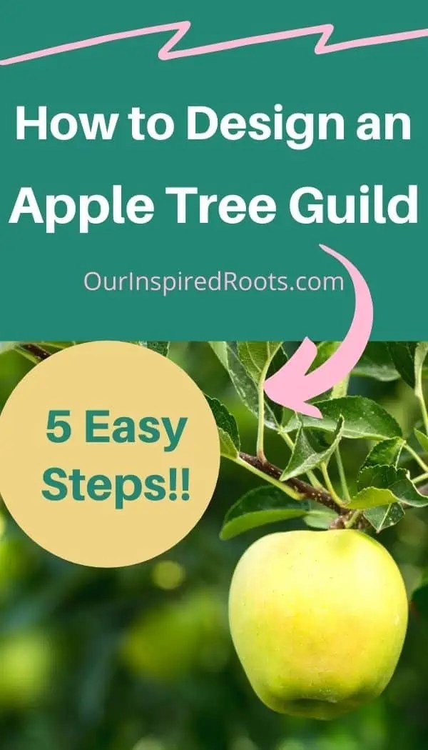 Apple Tree Guilds Getting Started Our Inspired Roots