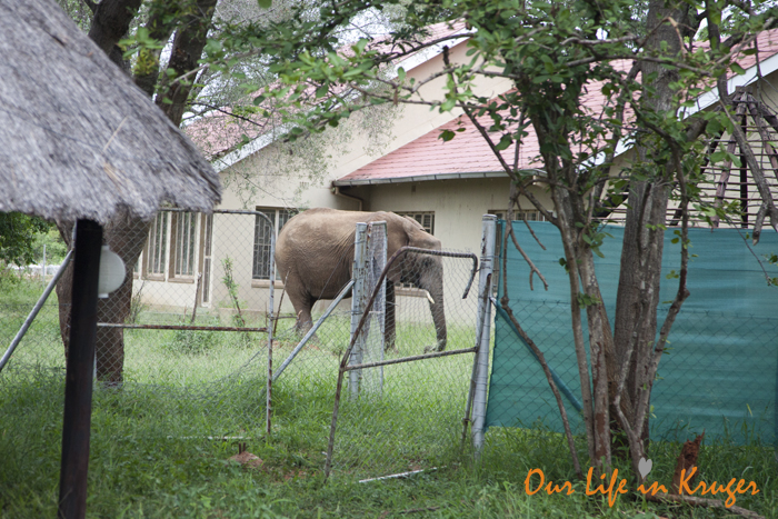 Elephants want to break in!