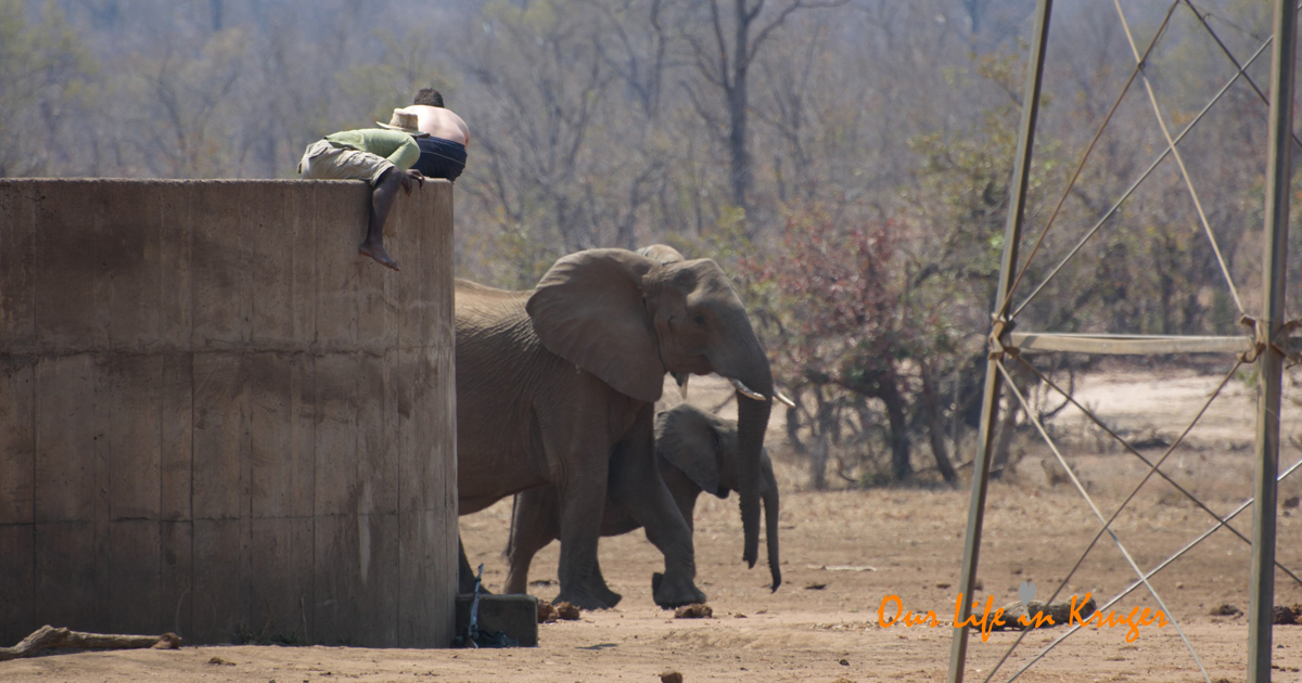 Elephants passing us on the reservoir on the Mpongolo backpack trail