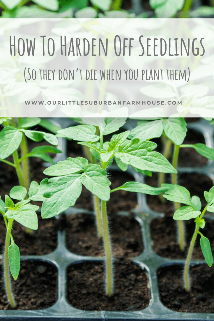 How to harden off seedlings Our Little Suburban Farmhouse