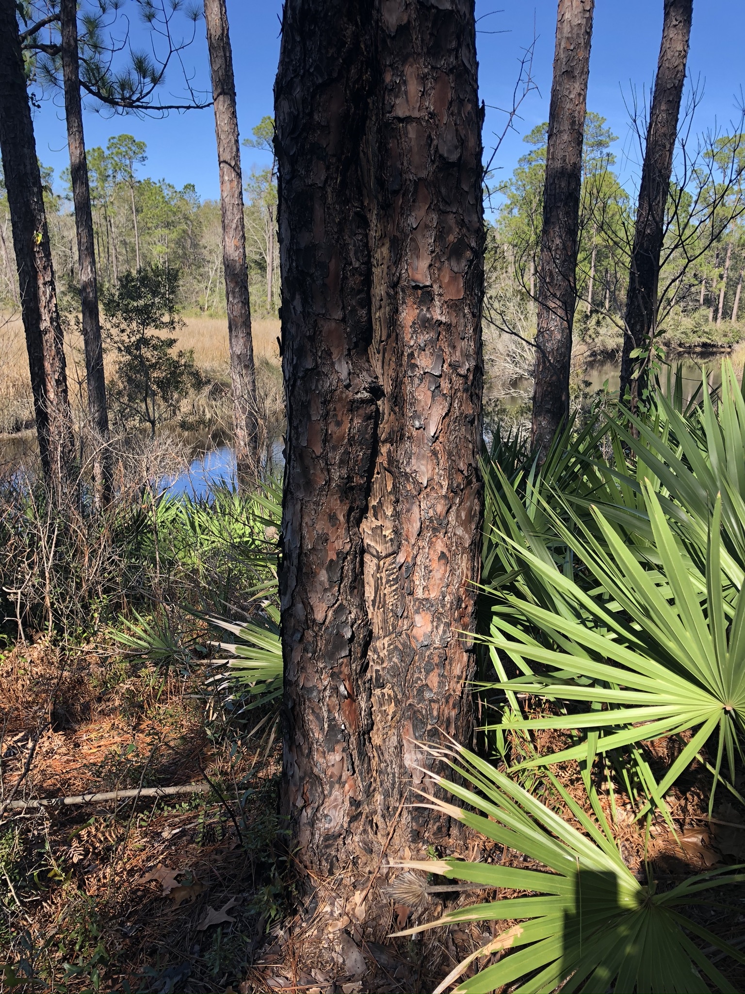 Cat Face In Tree at Eleanor Martin blog