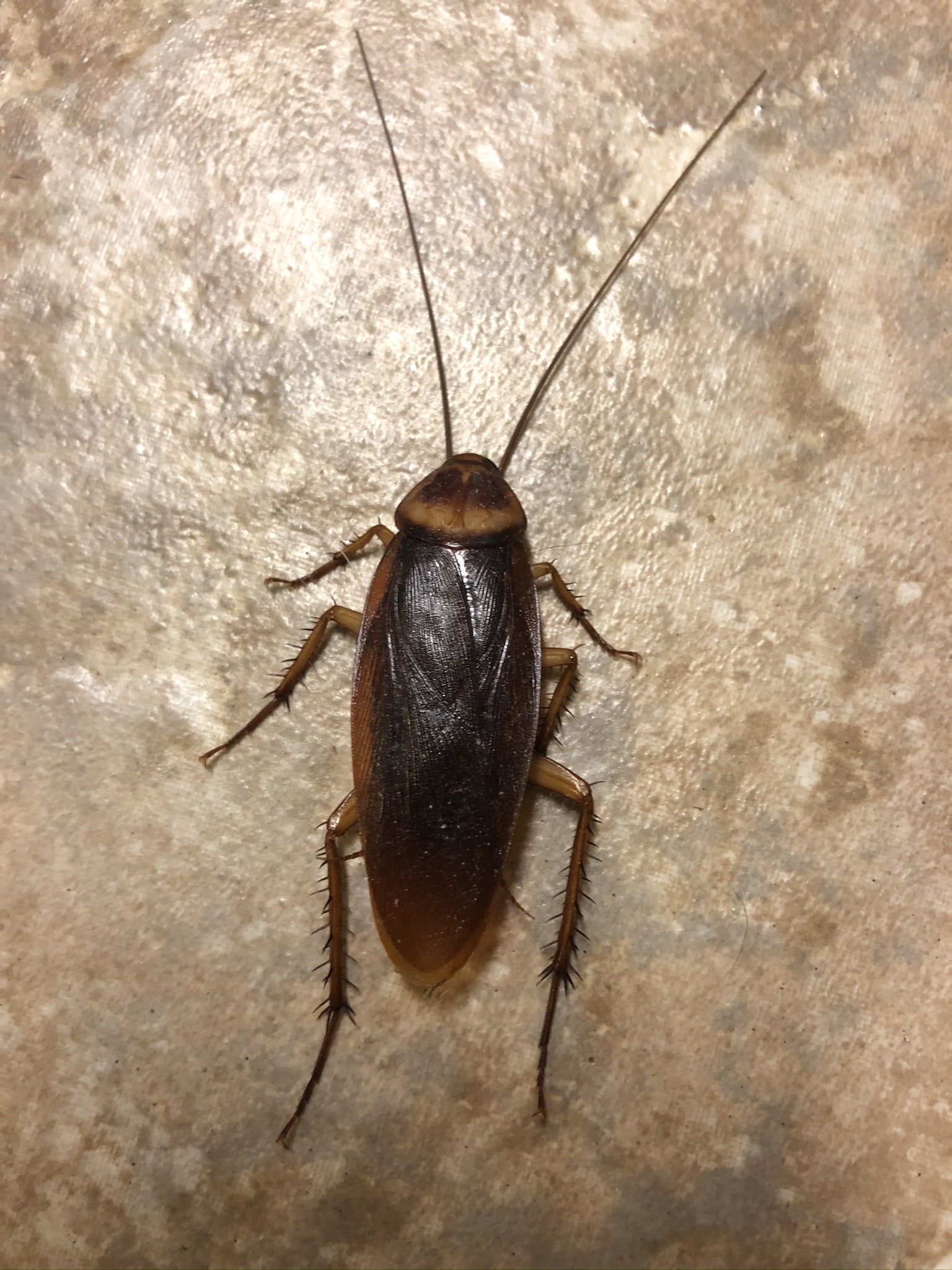 Know Your Roaches, Before You Scream Our Mississippi Home