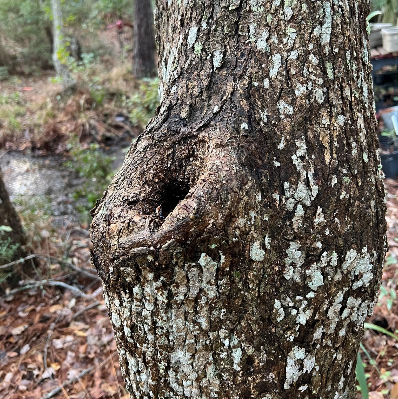 WaterFilled Tree Holes A Unique Microhabitat Our Mississippi Home
