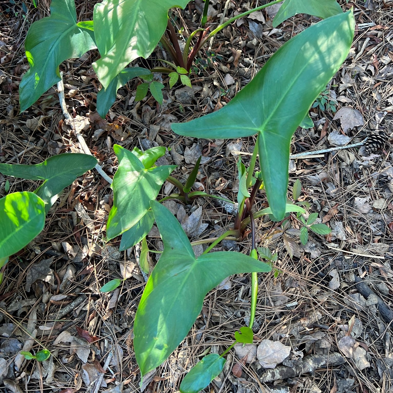 Green Arrow Arum – More Than Just a Pretty Plant | Our Mississippi Home