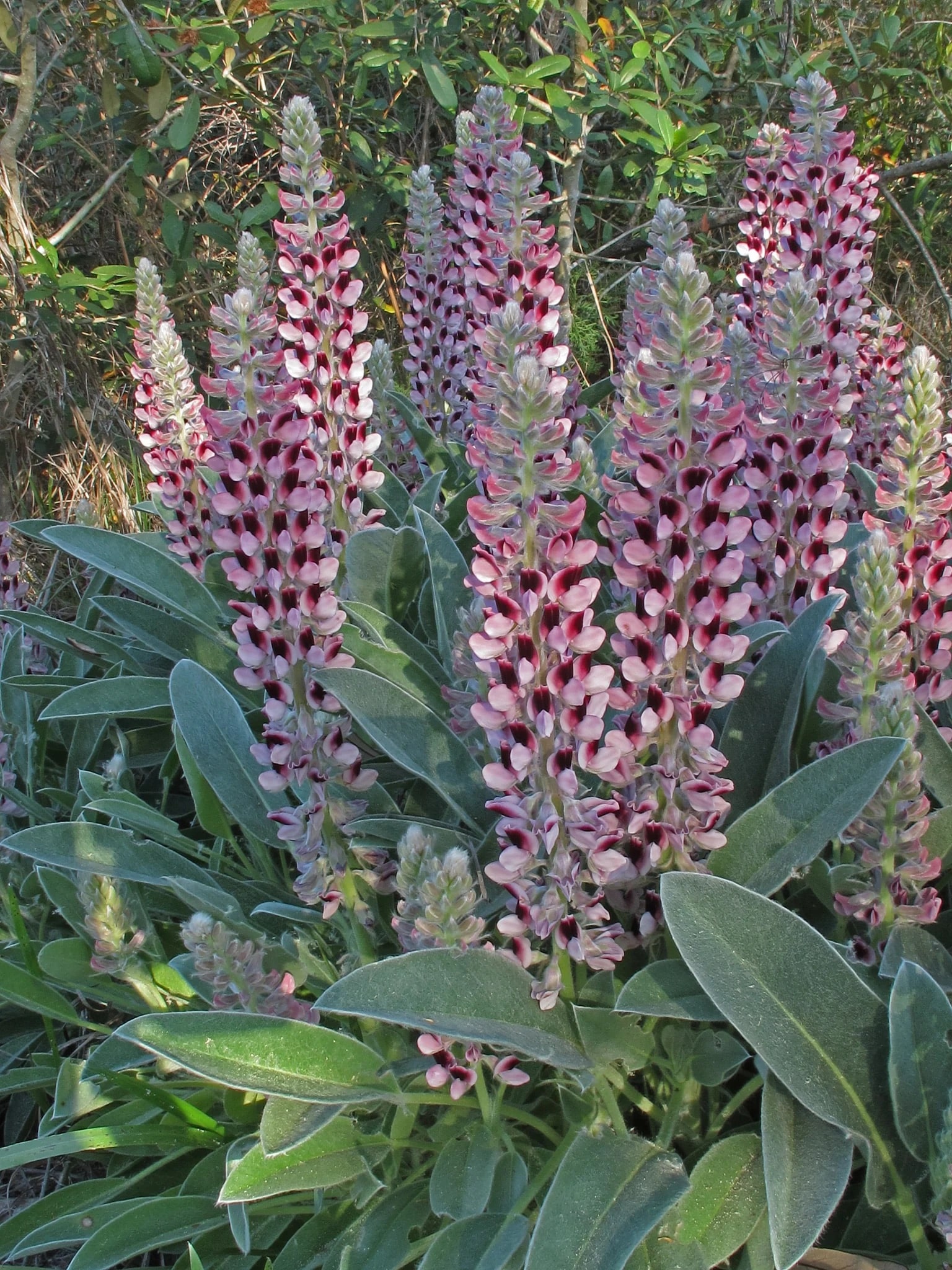 The Treasure of Mississippi's Native Plants Our Mississippi Home
