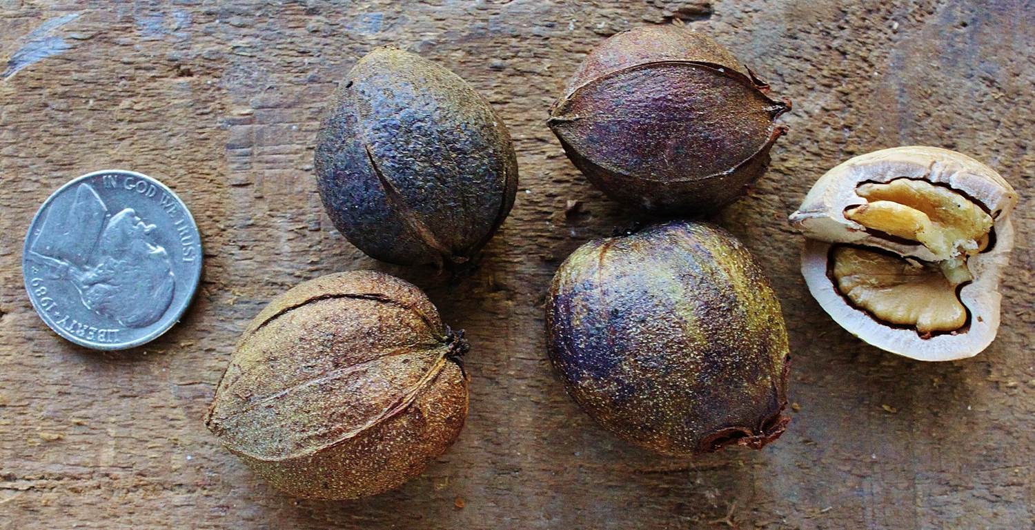 Hickory Nuts Foraging for Pignut and Shagbark Hickory Nuts