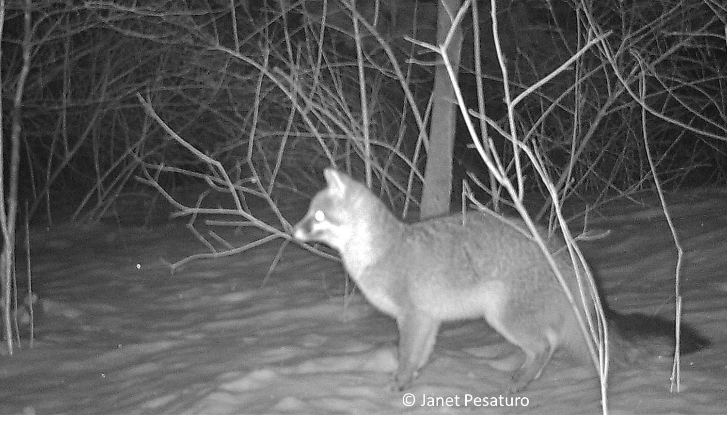 Gray Fox Caught by Camera Trap