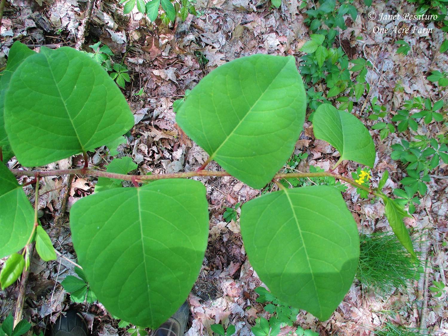 Japanese Knotweed Identification and Juicing