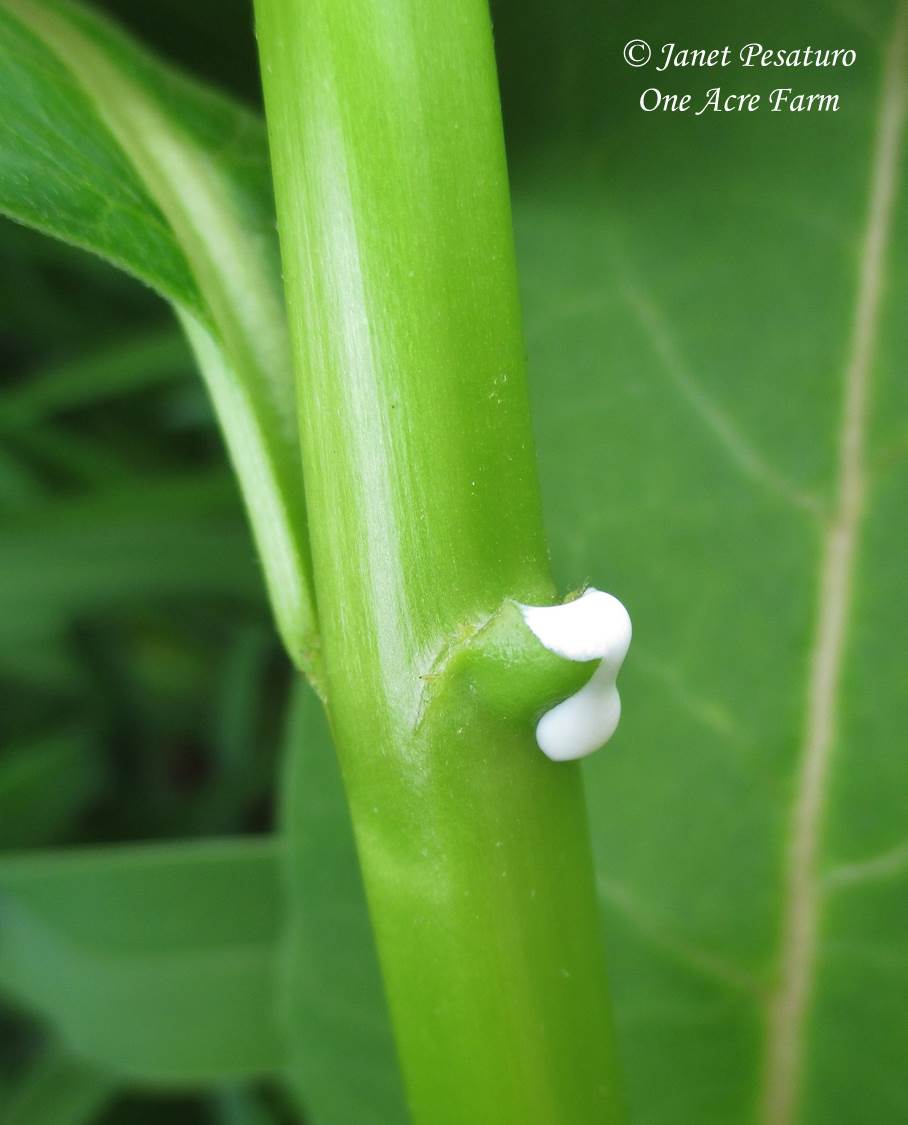 Milkweed Meal ID it and Make Milkweed Radish Salad