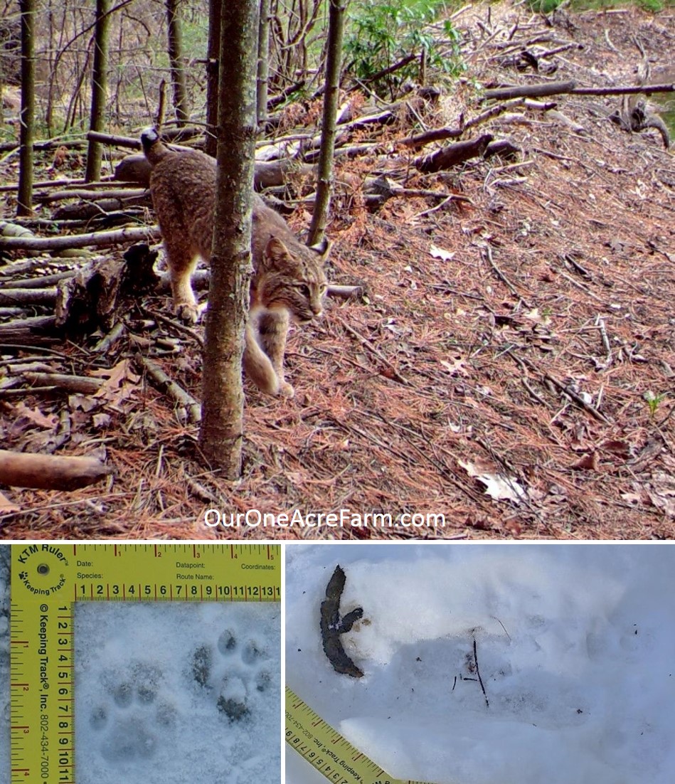 Poultry Predator Identification A Guide to Tracks and Sign