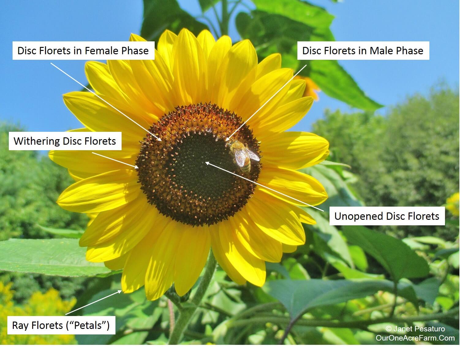 What Is A Name That Means Sunflower at Scott Haney blog