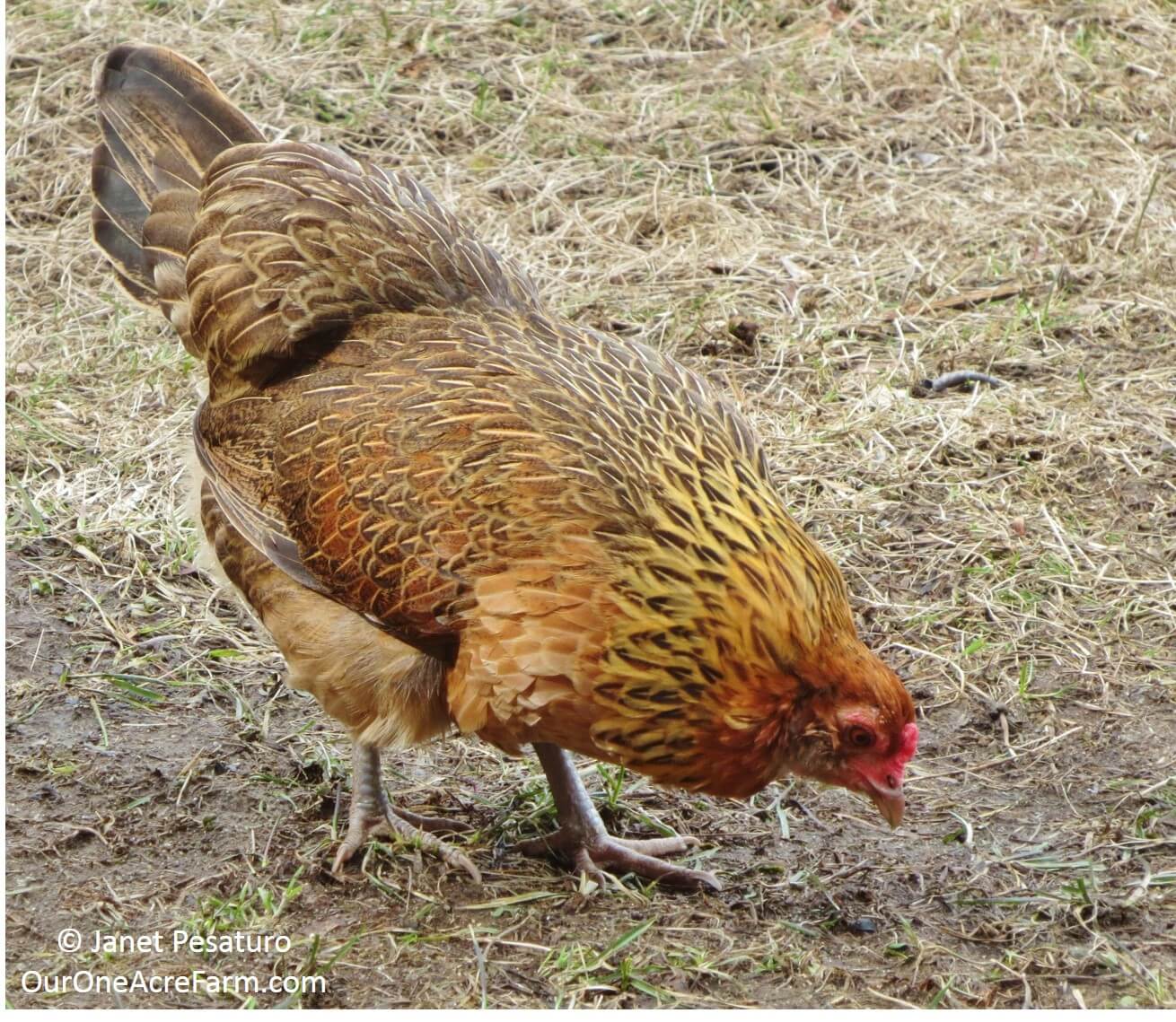 Limited Free Range Chickens 12 Tips to Balance Freedom & Safety