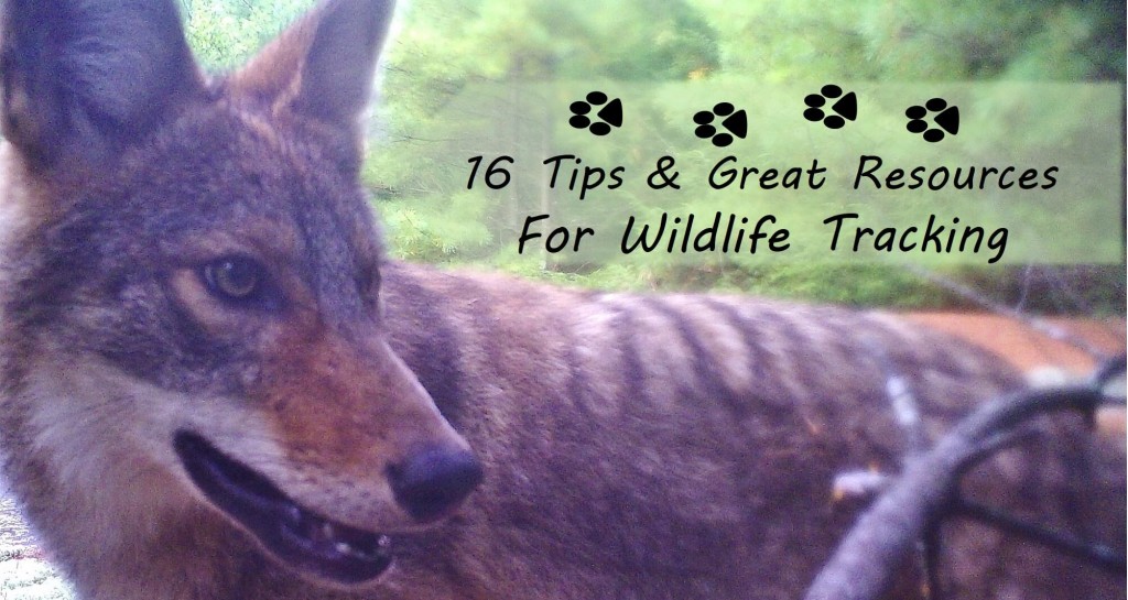 How to Get Started Tracking Animals 16 Tips & Resources