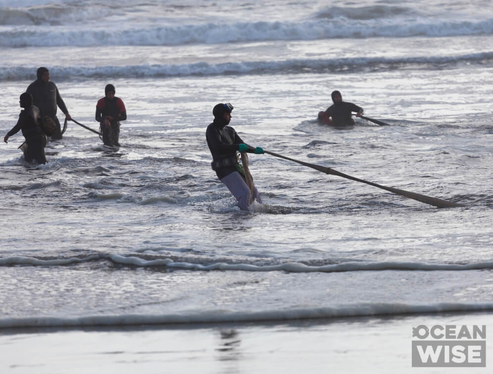 Ocean Wise is the smart seafood choice OurPart™