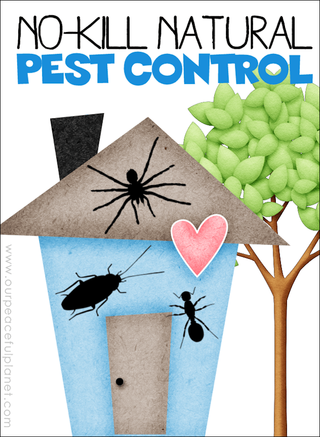 NoKill Natural Pest Control for Your Home