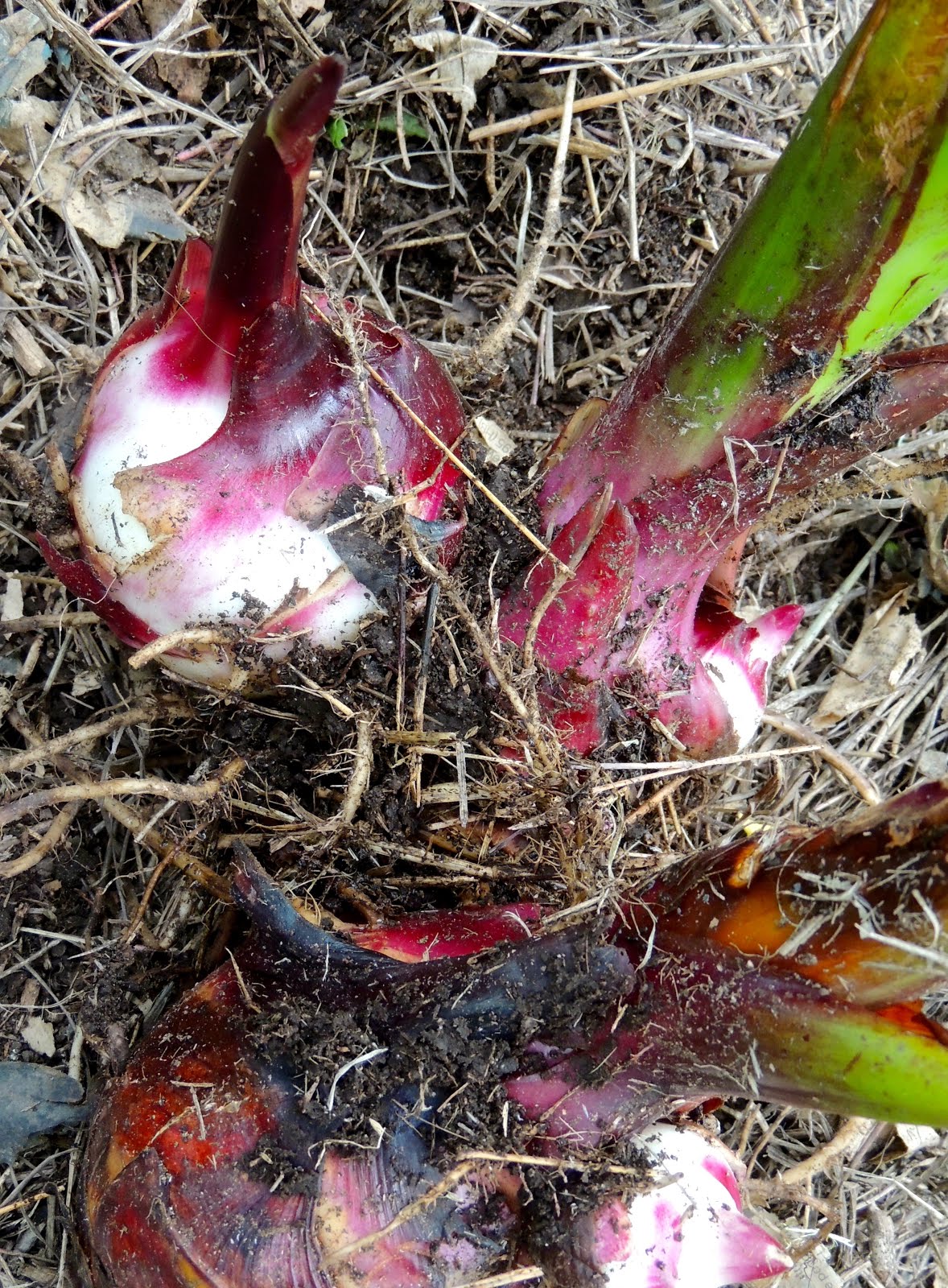 10 ways to make great use of Canna Our Permaculture Life