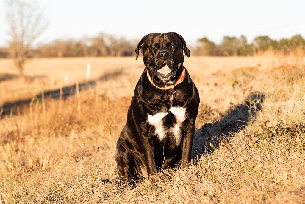 Labrador Foxhound Mix OurPets HQ
