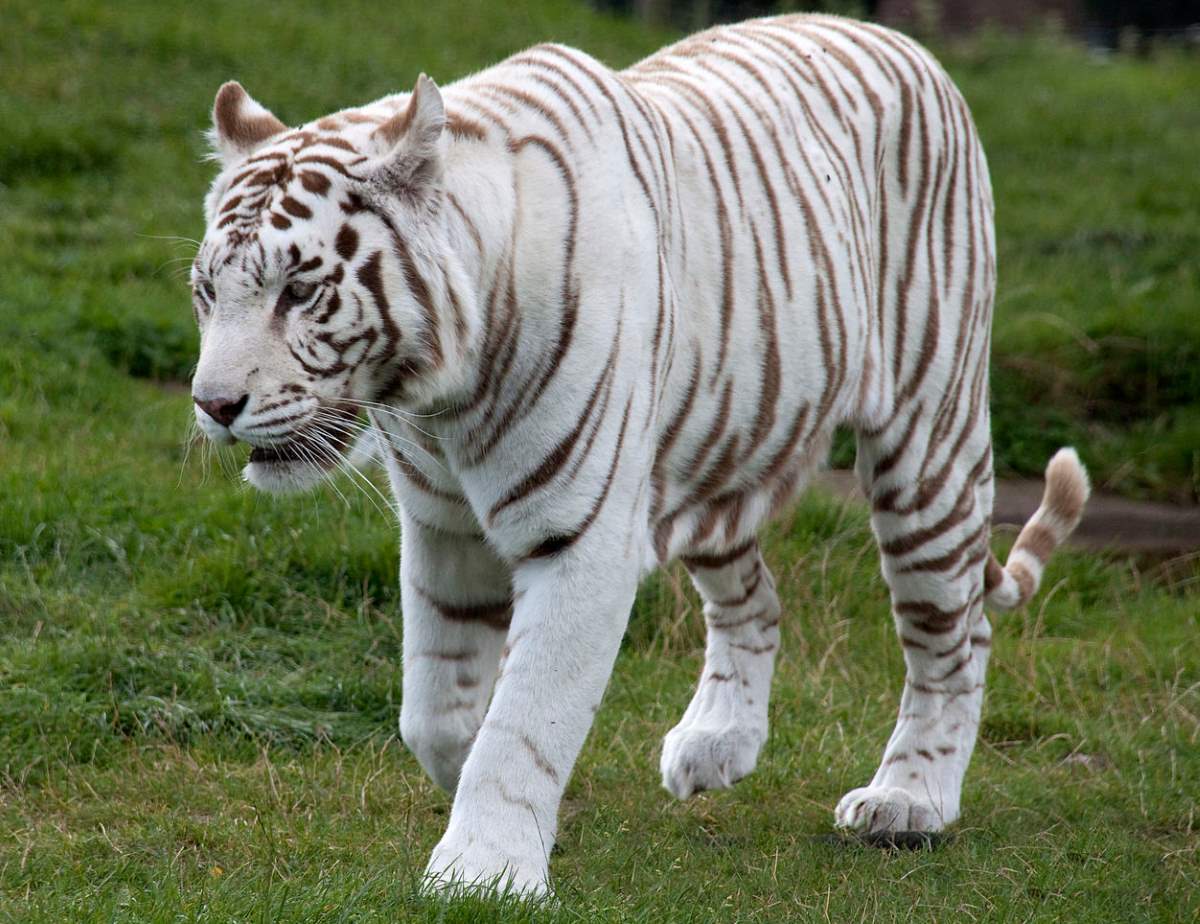 White tiger Our