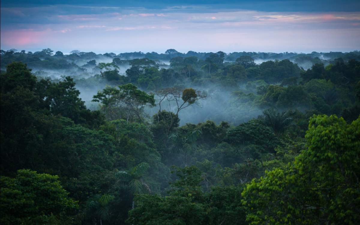 Rainforests of the World [Infographic] Our