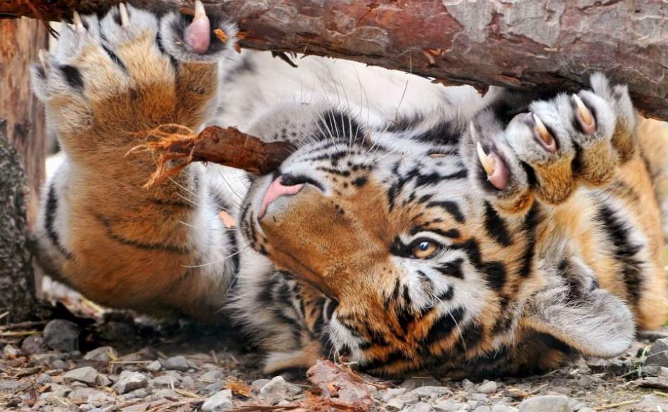 Comparison of some animals' claws Our