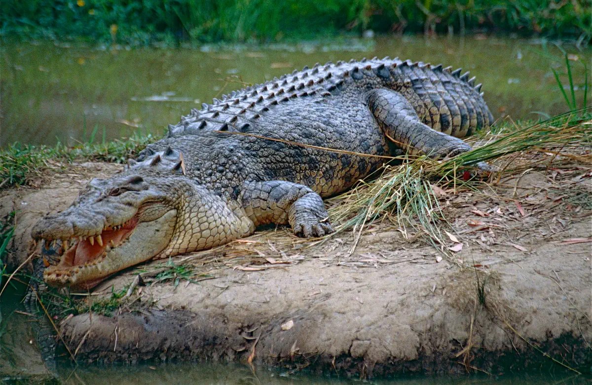 Top 10 Largest Crocodiles ever recorded [No BS list!] Our