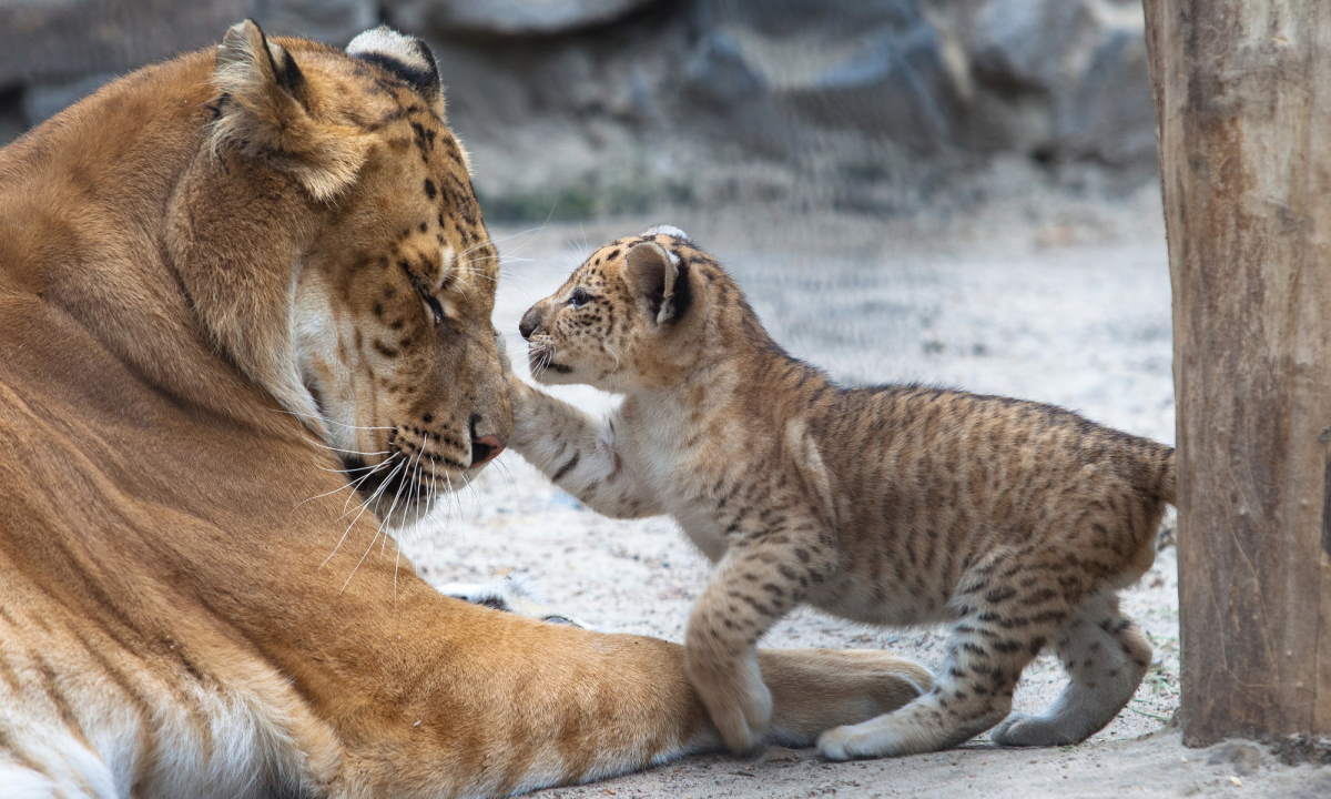Hybrid Big Cats [Ligers, Tigons, and more, with photos and videos