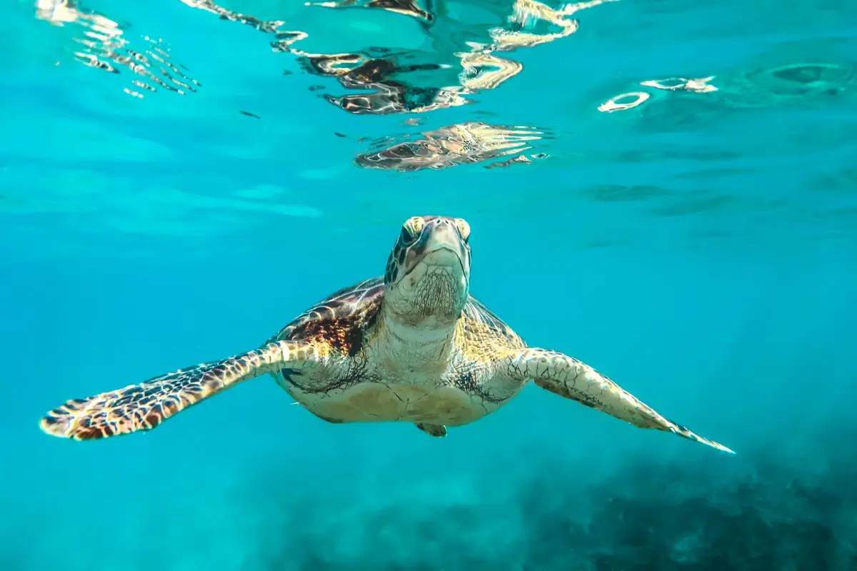 Turtle Facts 10 amazing things about turtles Our