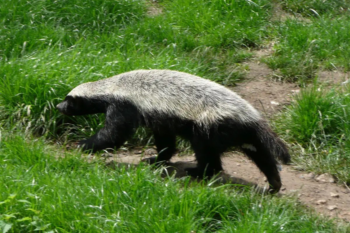 10 Amazing Honey Badger Facts Our