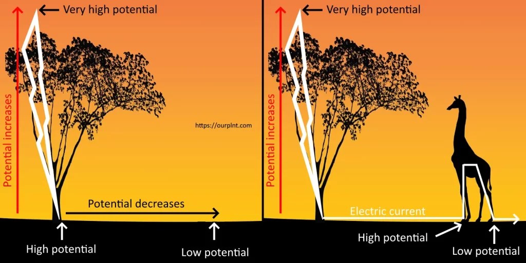 Do giraffes get struck by lightning more often than other animals