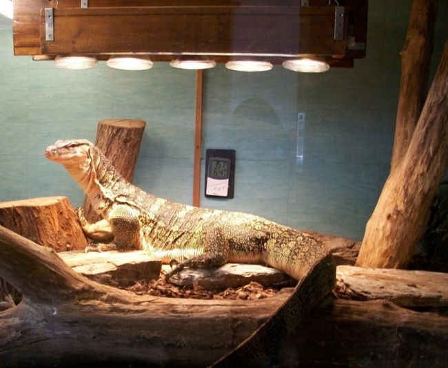 Asian water monitor enclosure. Page 2 Our Reptile Forum